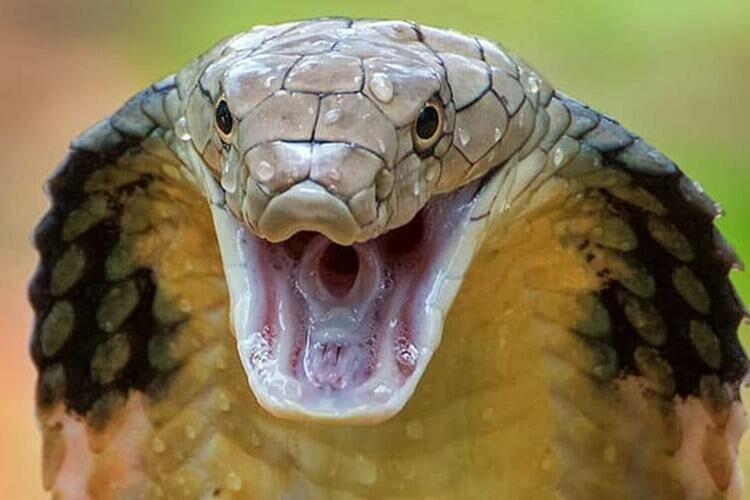 Imagem Cobra real